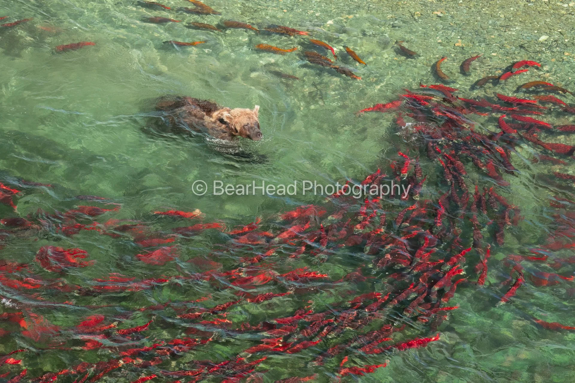Swimming with Salmon