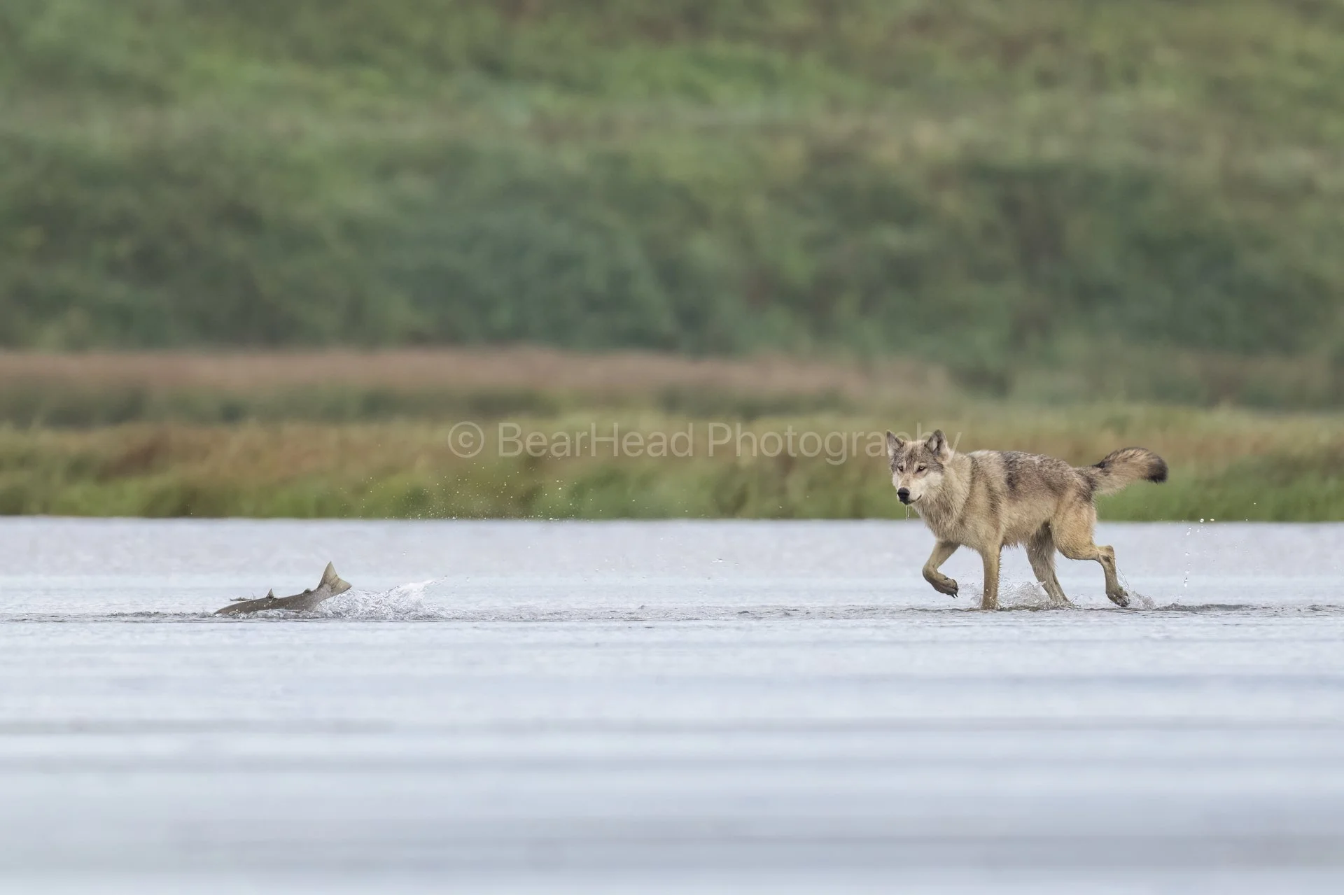 River Wolf Chase