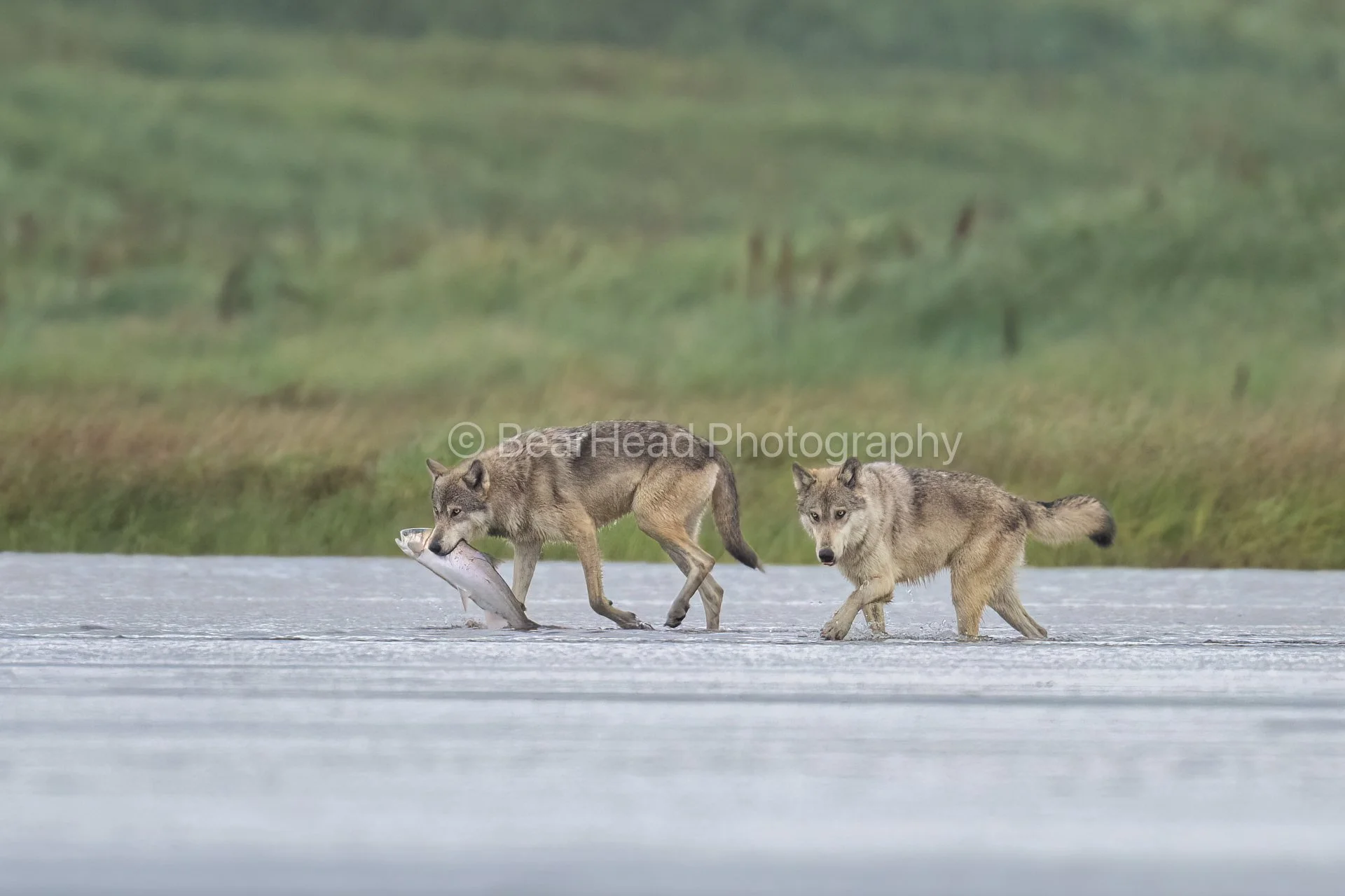 Fishing Wolves 