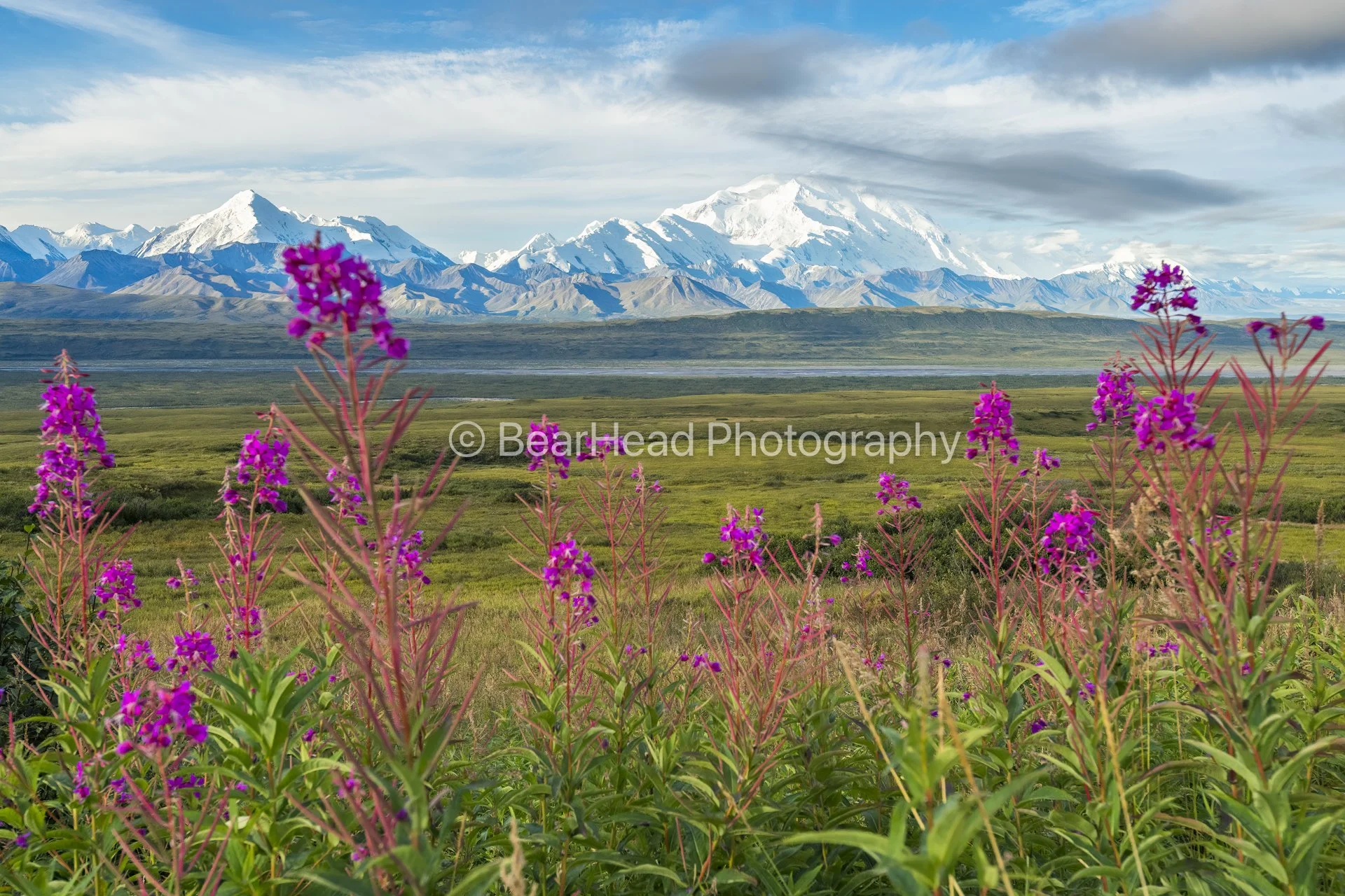 Tundra Fireweed