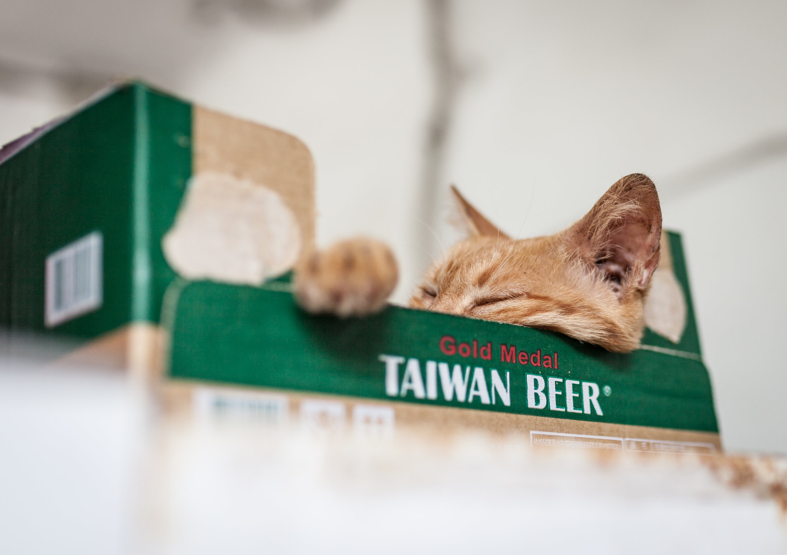 The villagers' efforts to care for stray cats fast became an online sensation.