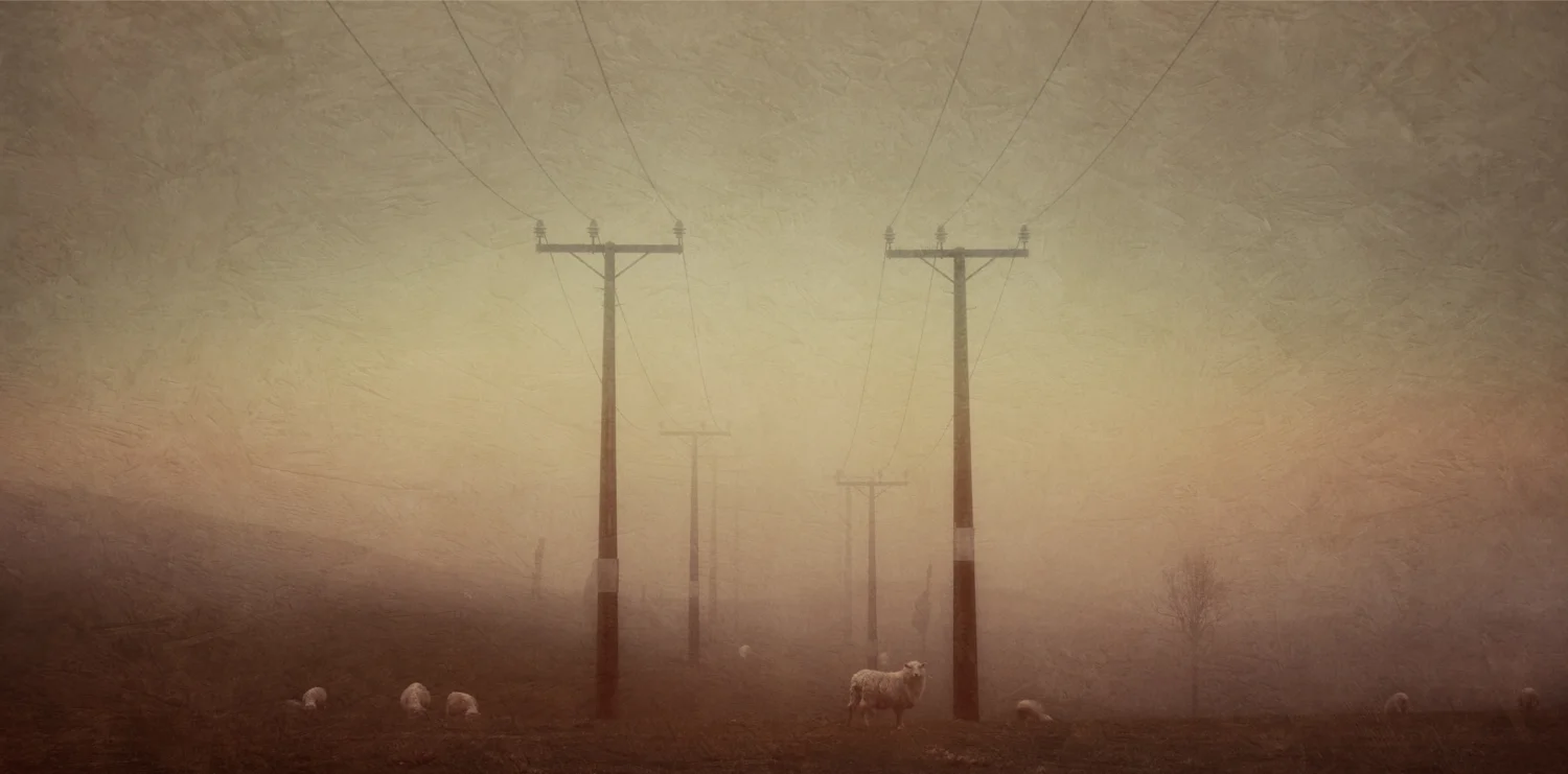 Sheep.jpg