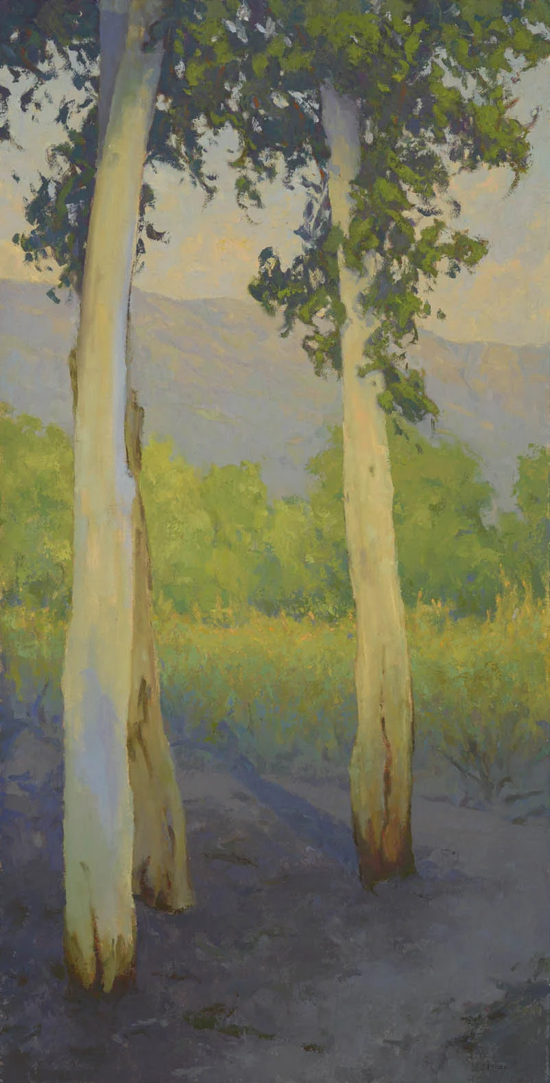 fall shadows