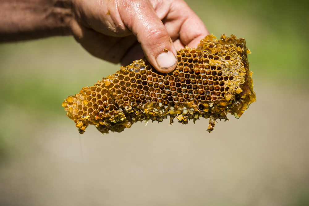 20150612_bees_055.JPG