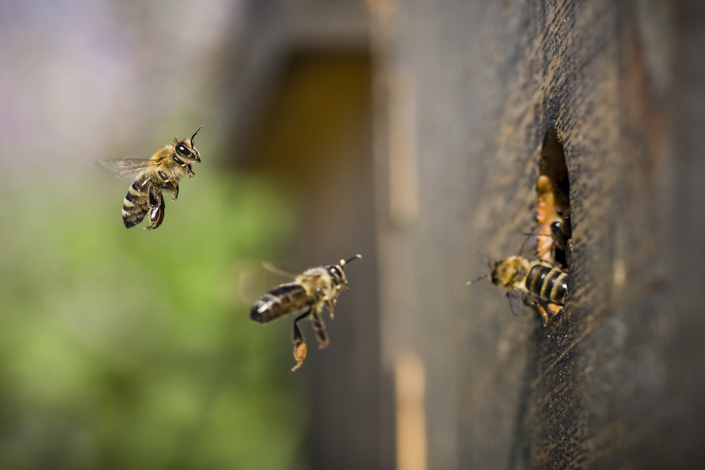 20150612_bees_060.JPG