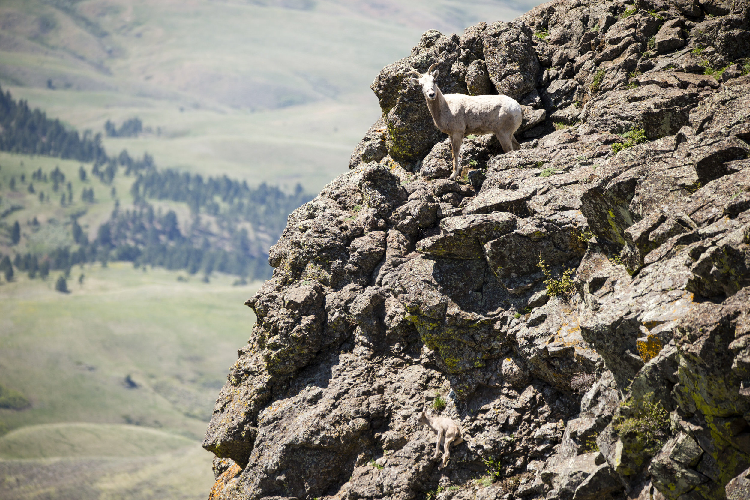 20160503_Bighorn_065.jpg