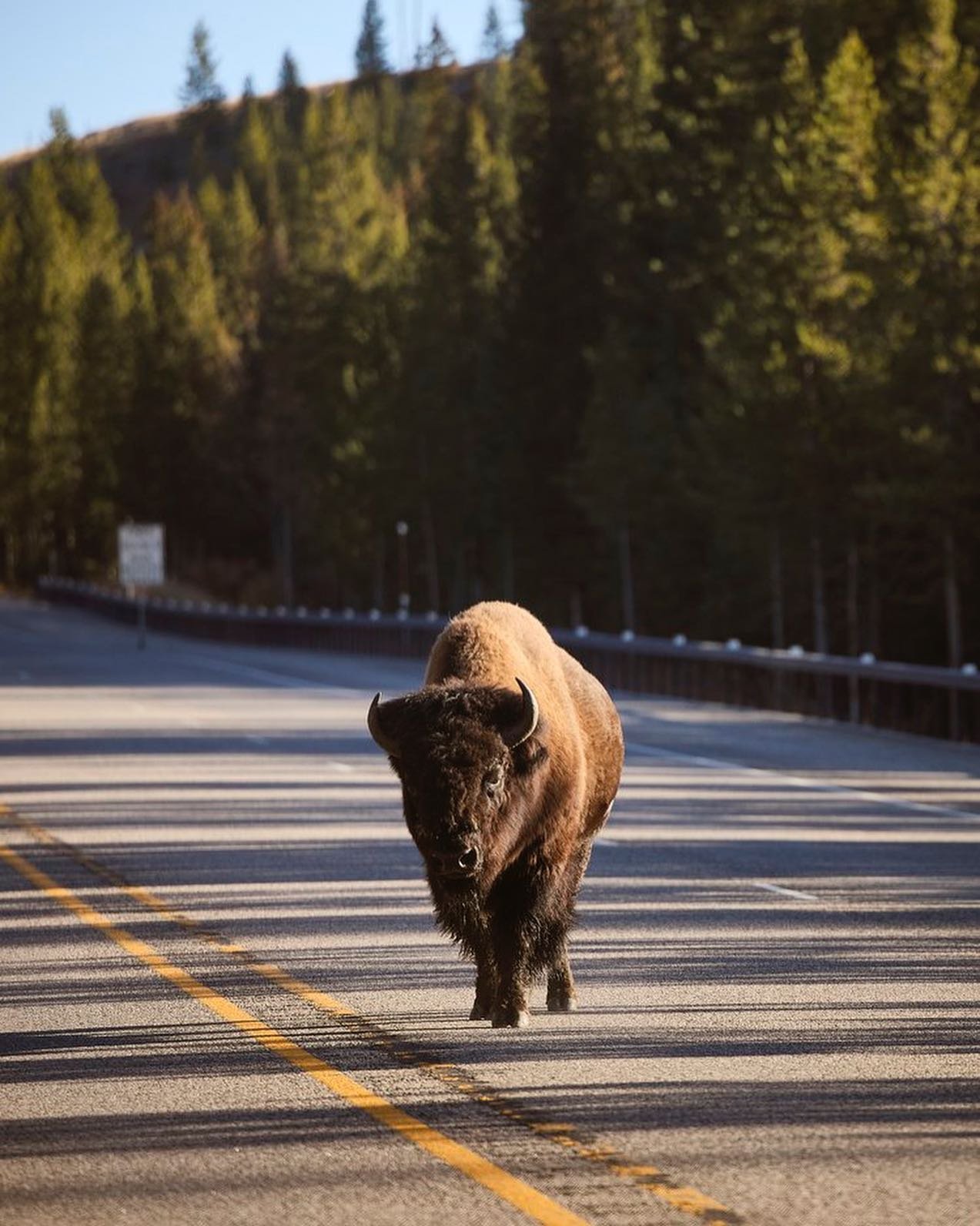More photos from our trip to Bozeman for @themonoclemagazine because we couldn&rsquo;t get enough. 🏔️🦬🦅