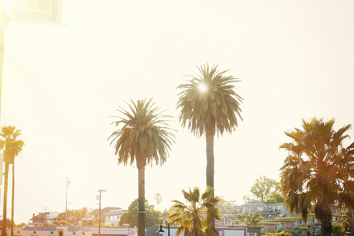 Palm trees over rooftops in golden Los Angeles light