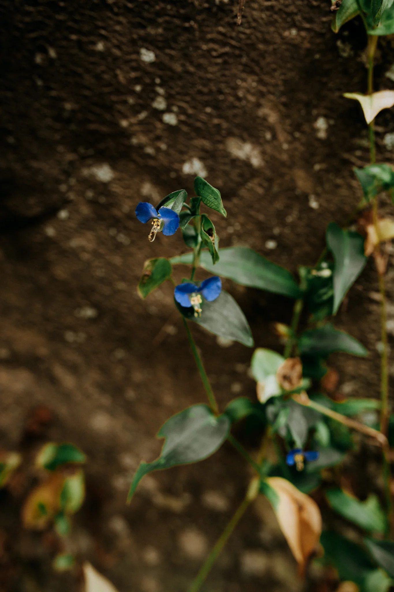 MonicaLeavell-Carolinas-Georgia-Adventure-Engagement-Photographer-53.jpg