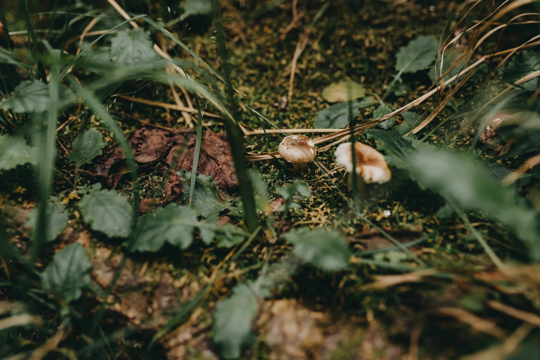 MonicaLeavell-Carolinas-Georgia-Adventure-Engagement-Photographer-54.jpg