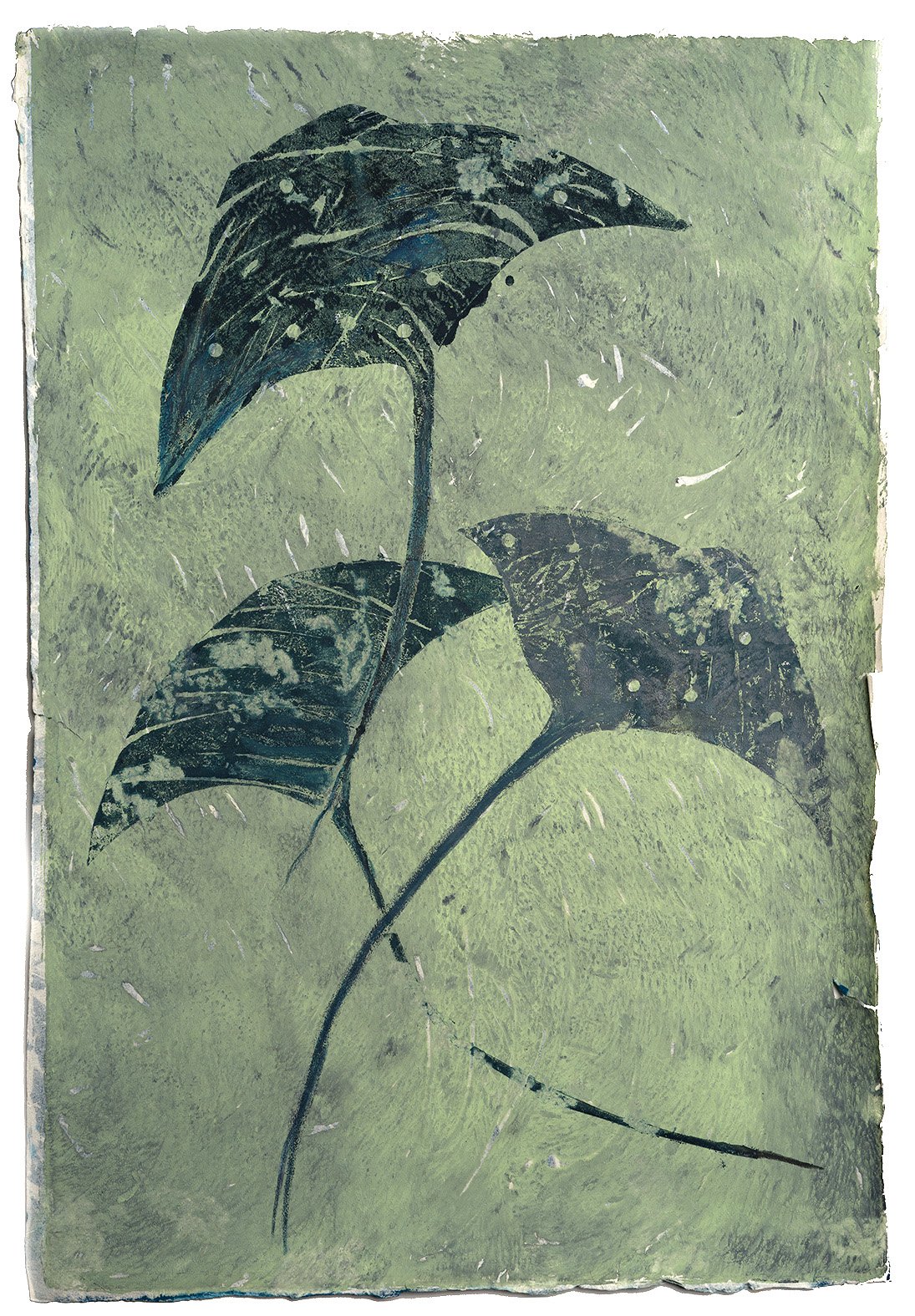 Sting Ray_A_Print_web(1) 2 (1).jpeg