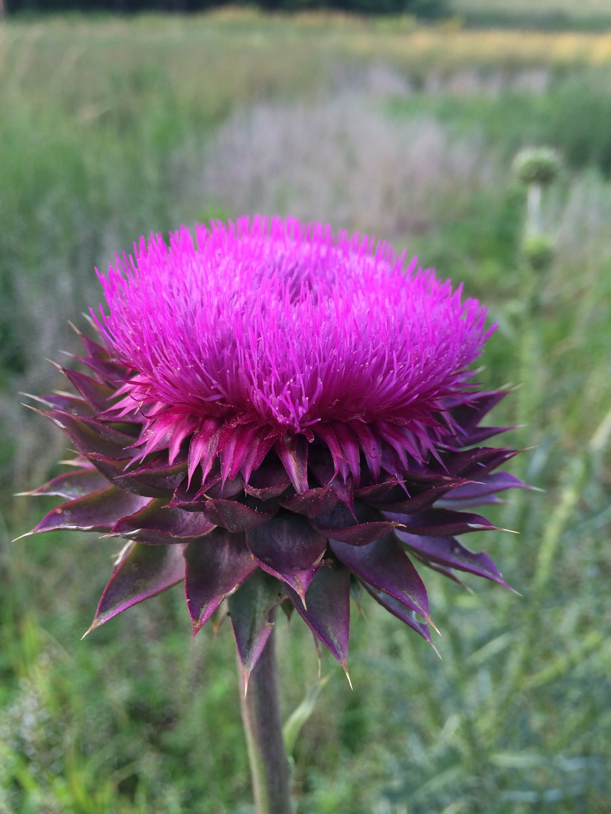 Thistle