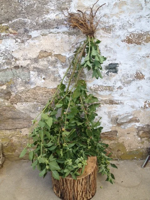 ashwagandha root.JPG