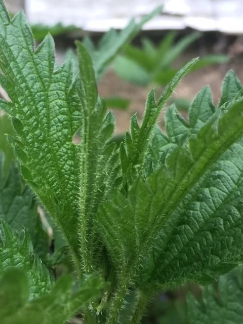 nettle.JPG