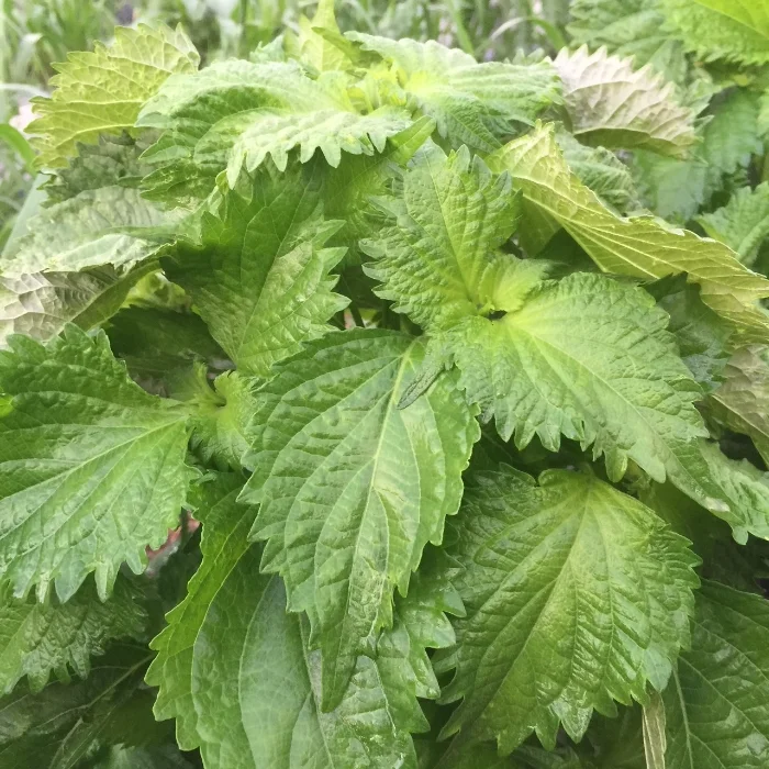 Shiso — Furnace Creek Farm