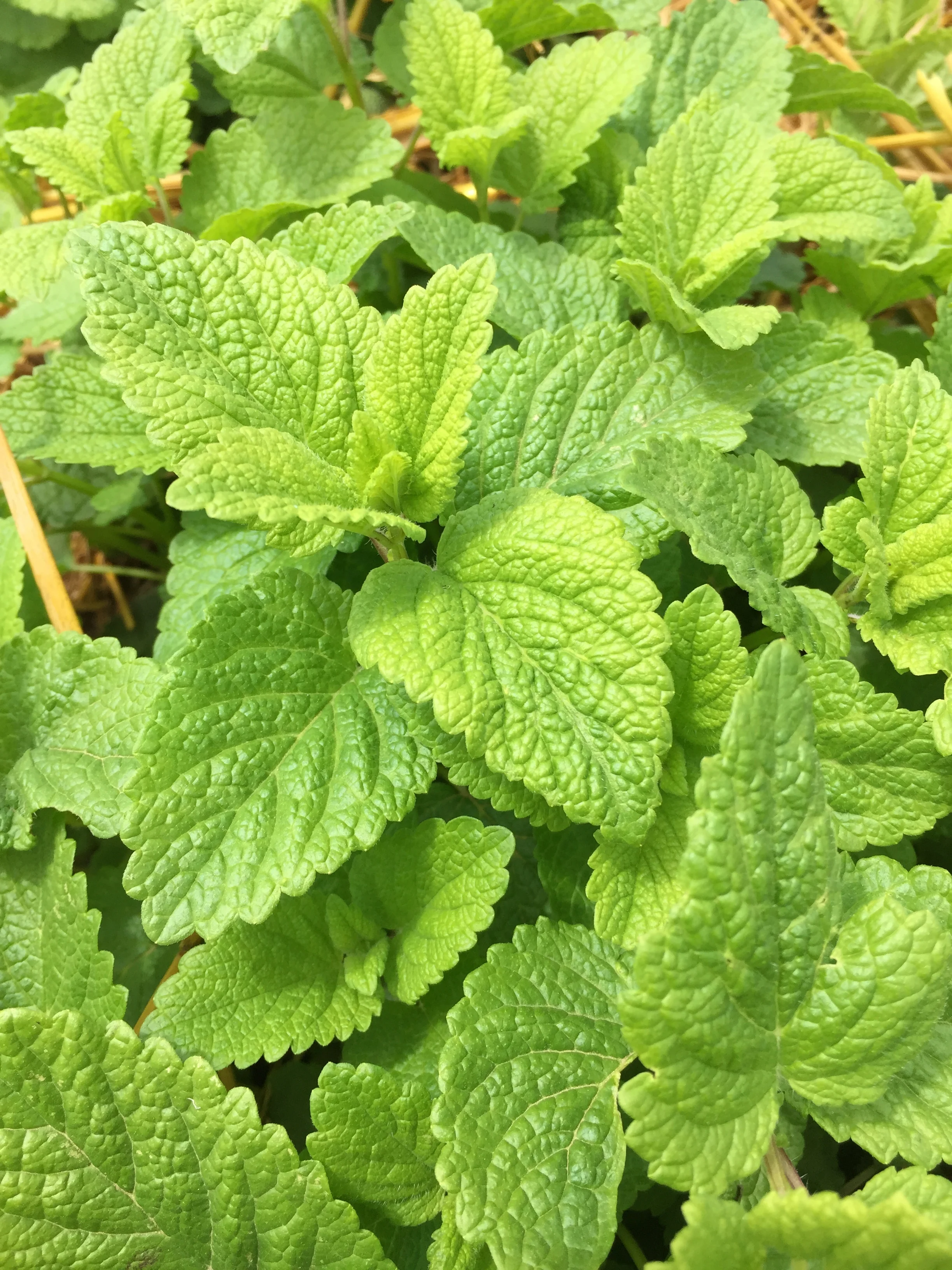 Lemon Balm.JPG