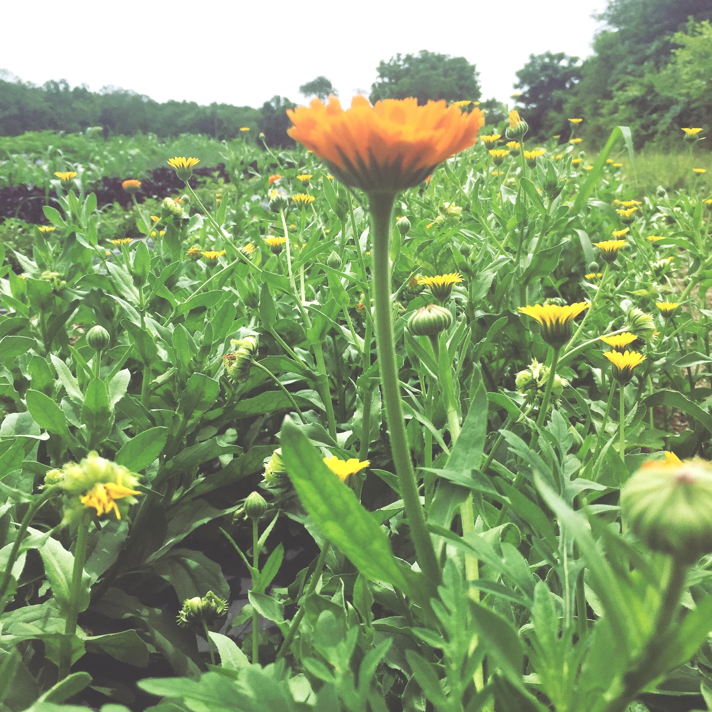 Calendula.JPG