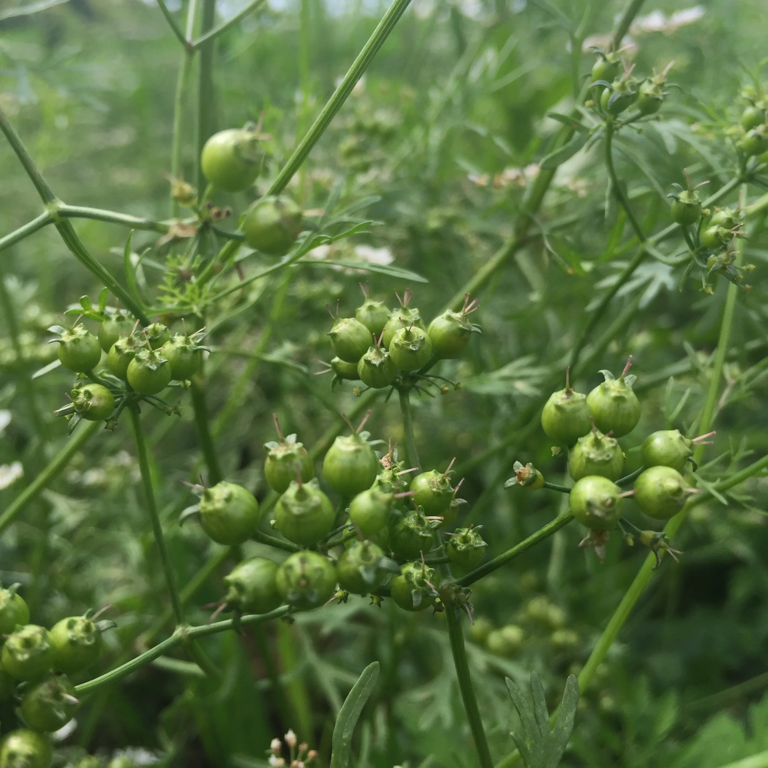Coriander.JPG