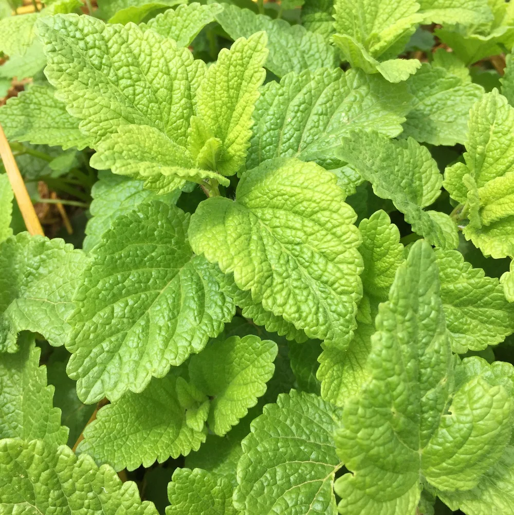 Lemon+Balm.JPG
