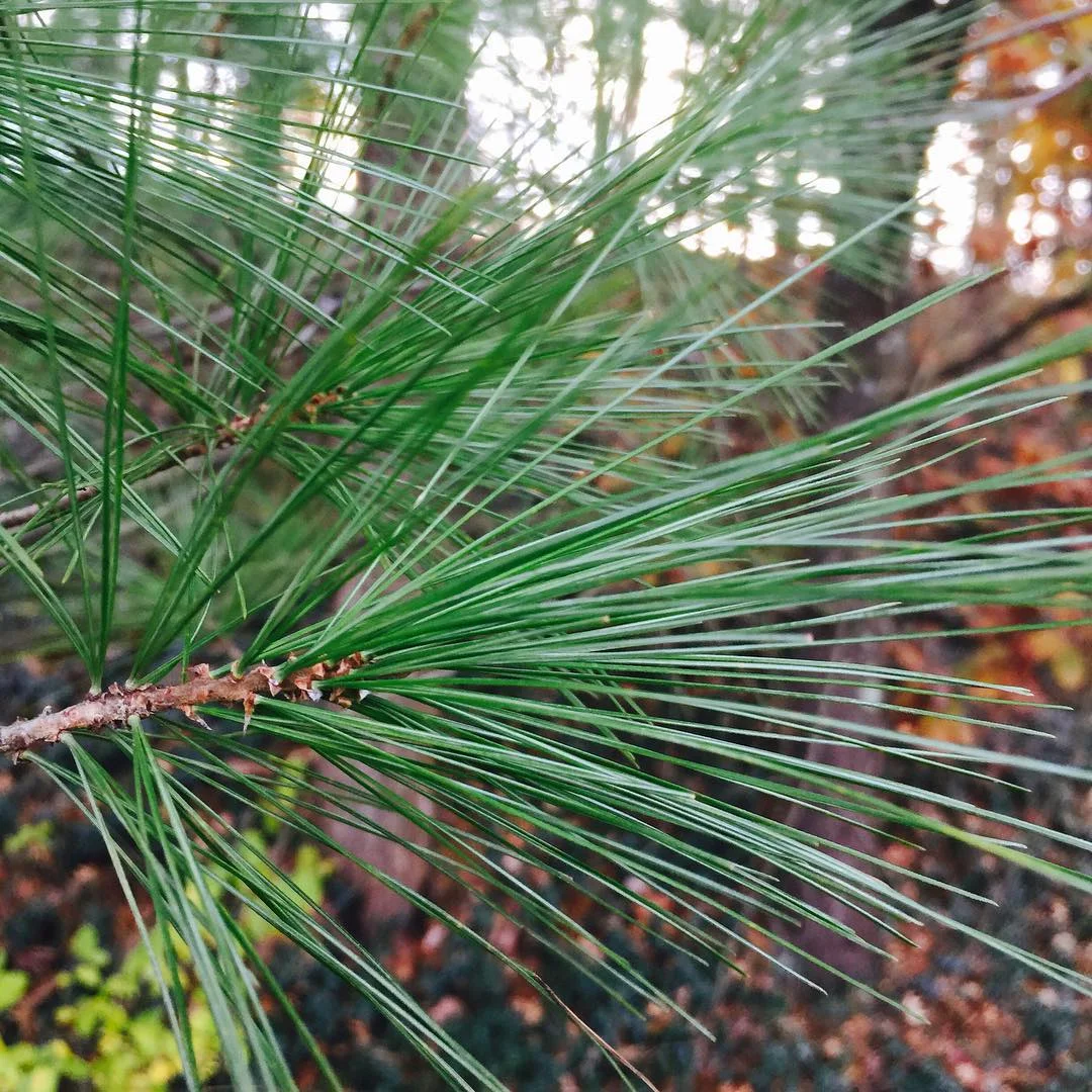 pine.jpg