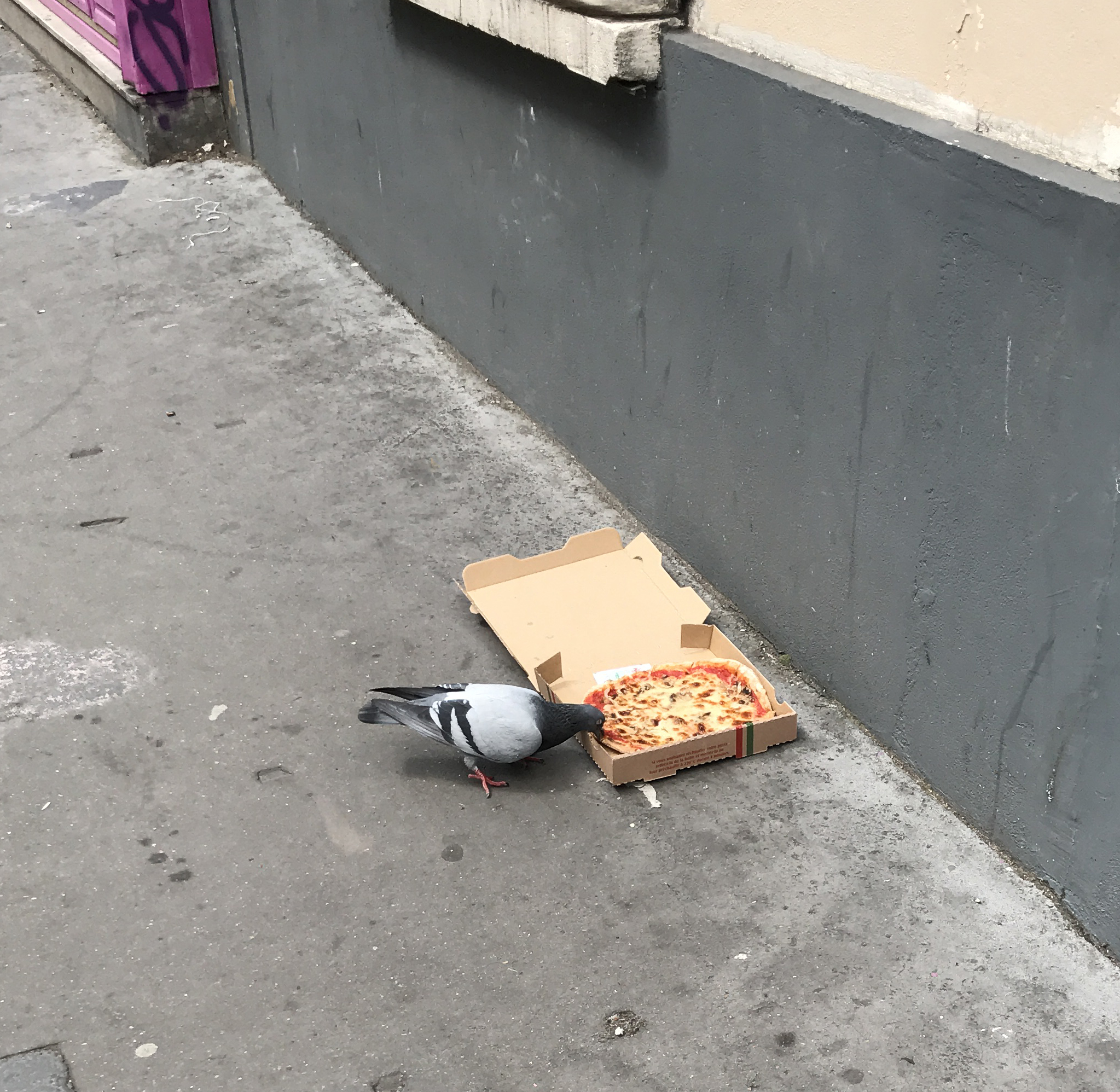I'd put this in the win category for the pigeon