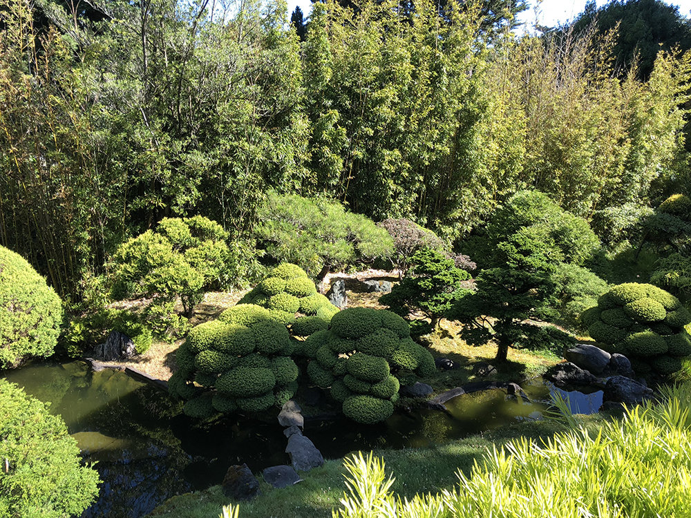 Japanese Tea Garden - look at those shrubs. So tidy!