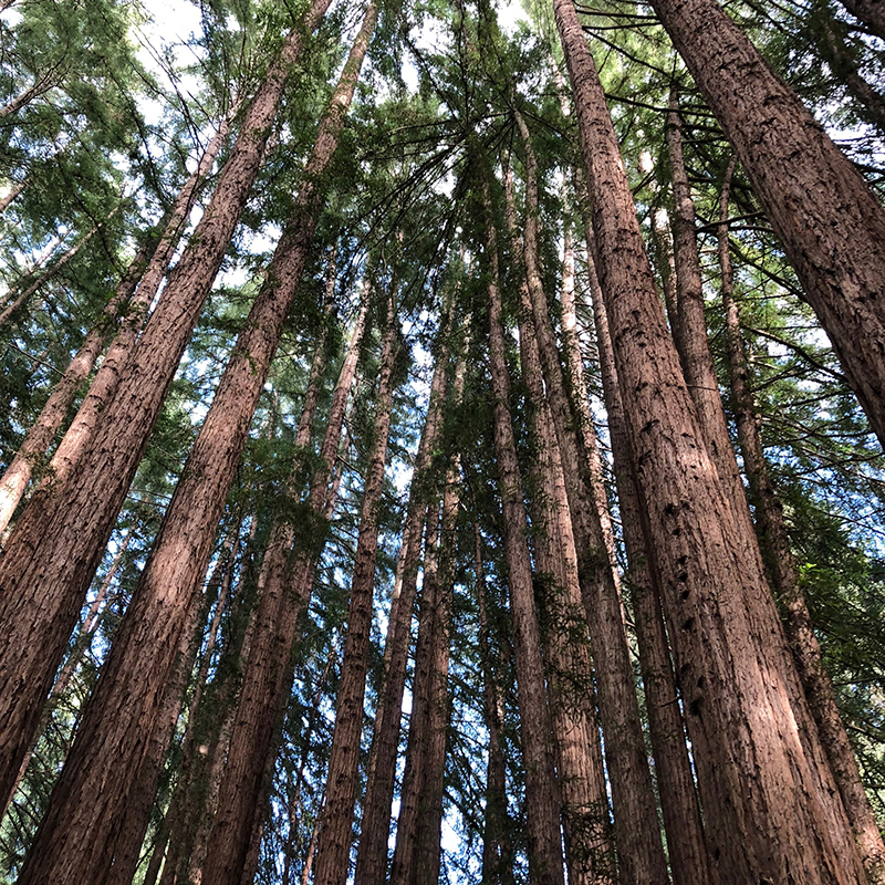 neighboring trees