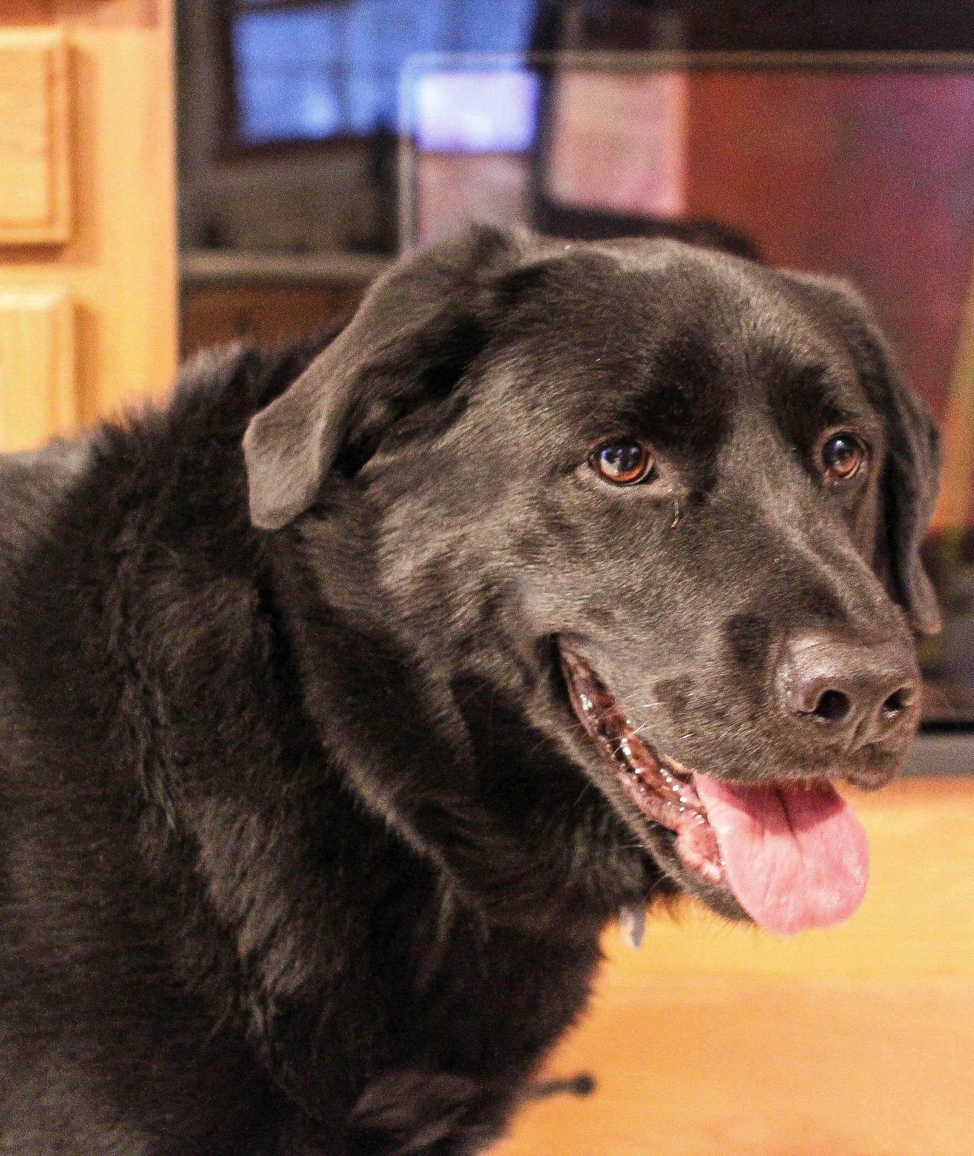The other old dog in our household...