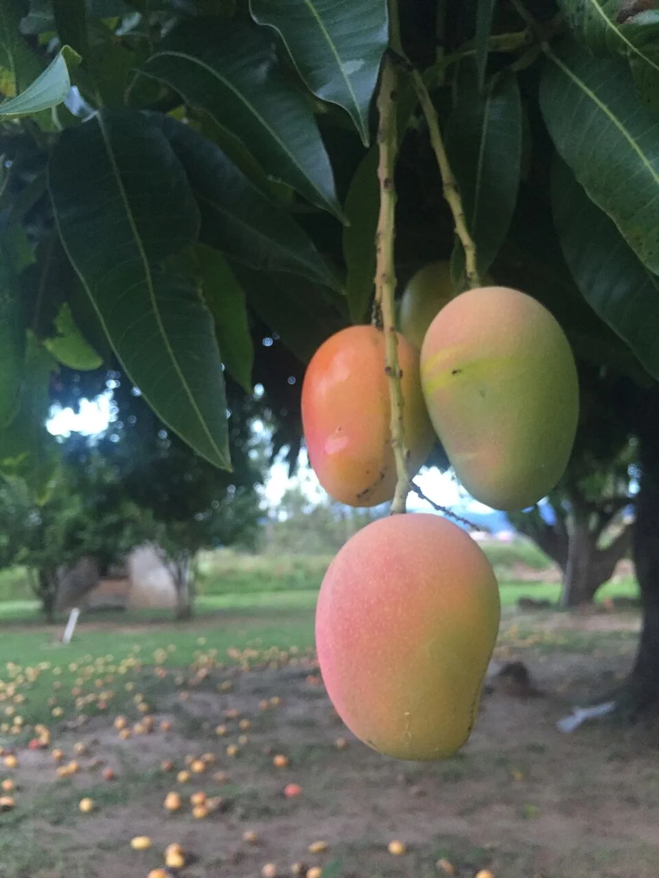 Mango Trees