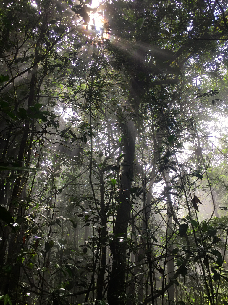 Walking through Amazon Canopy