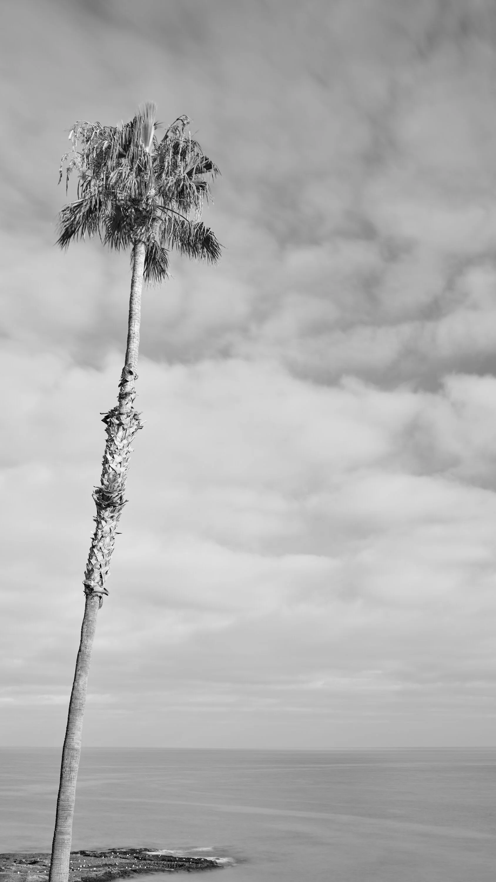 California Love Laguna Beach — JINWOO PRENSENA PHOTOGRAPHY