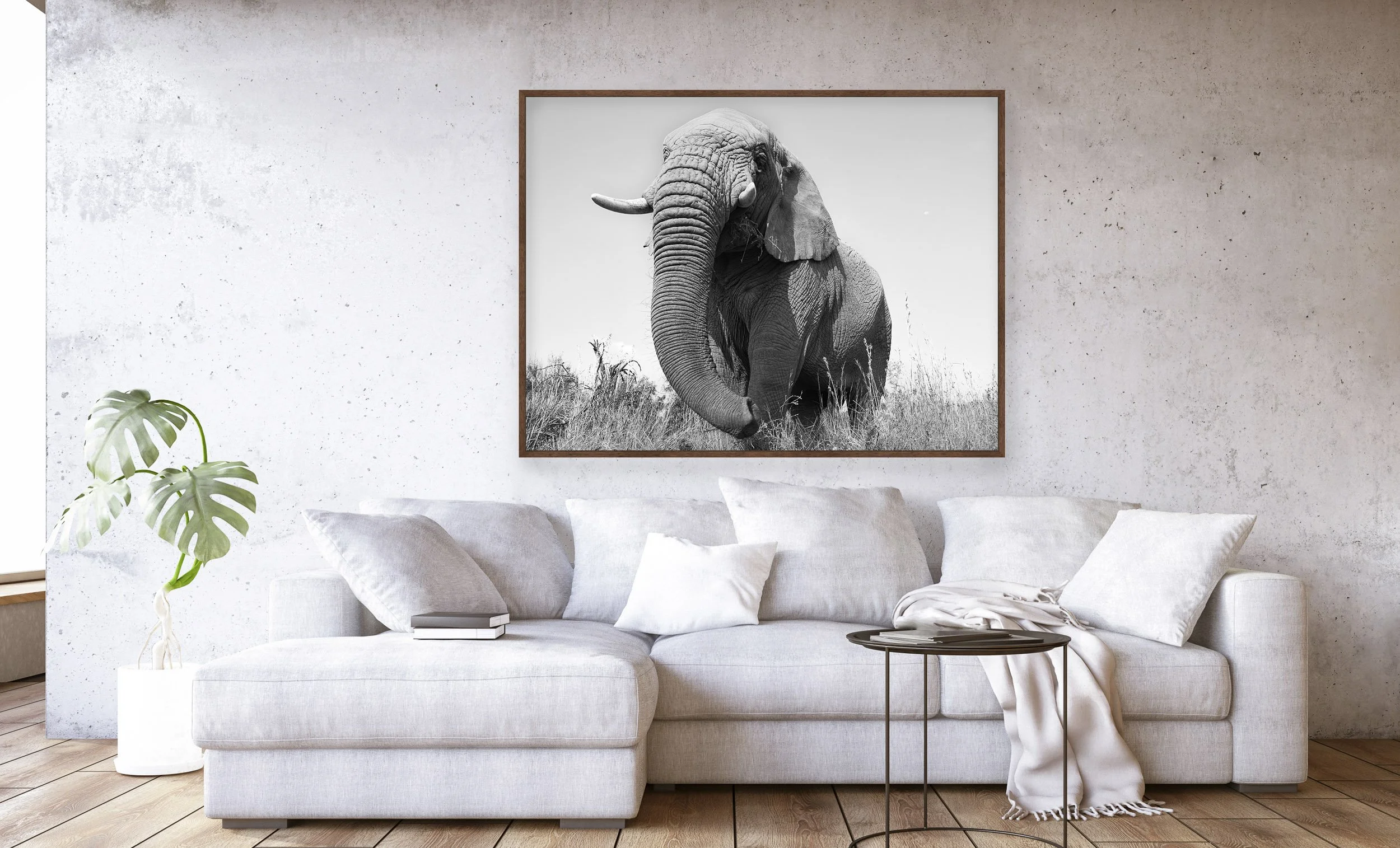 Gentle Giant South Africa — JINWOO PRENSENA PHOTOGRAPHY