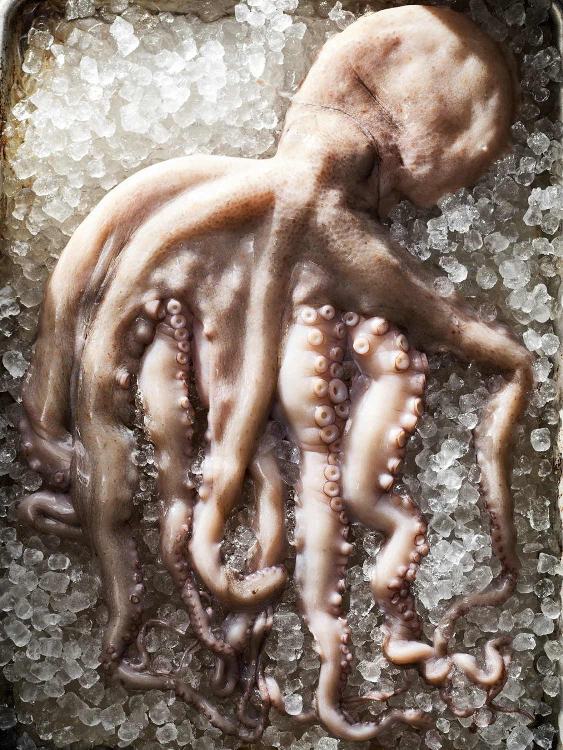  Photography: Stephen DeVries  Food Styling: Catherine Steele 