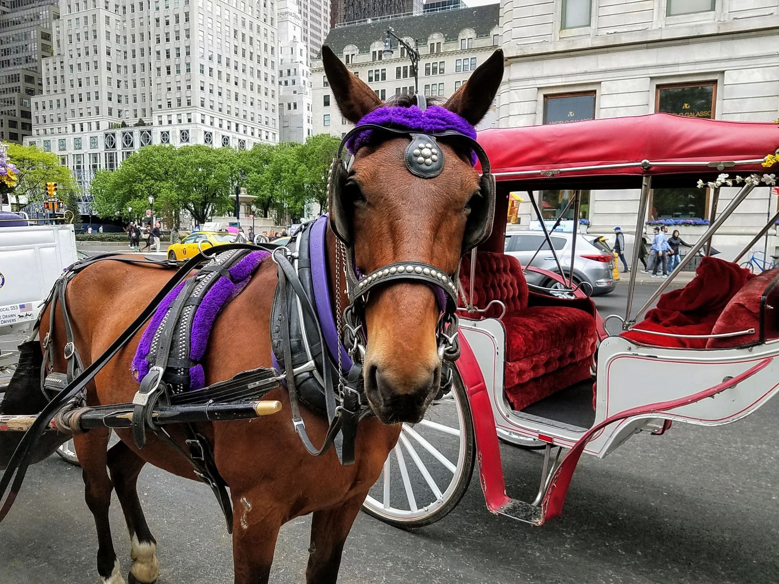 Roger - May 2017 - Central Park South