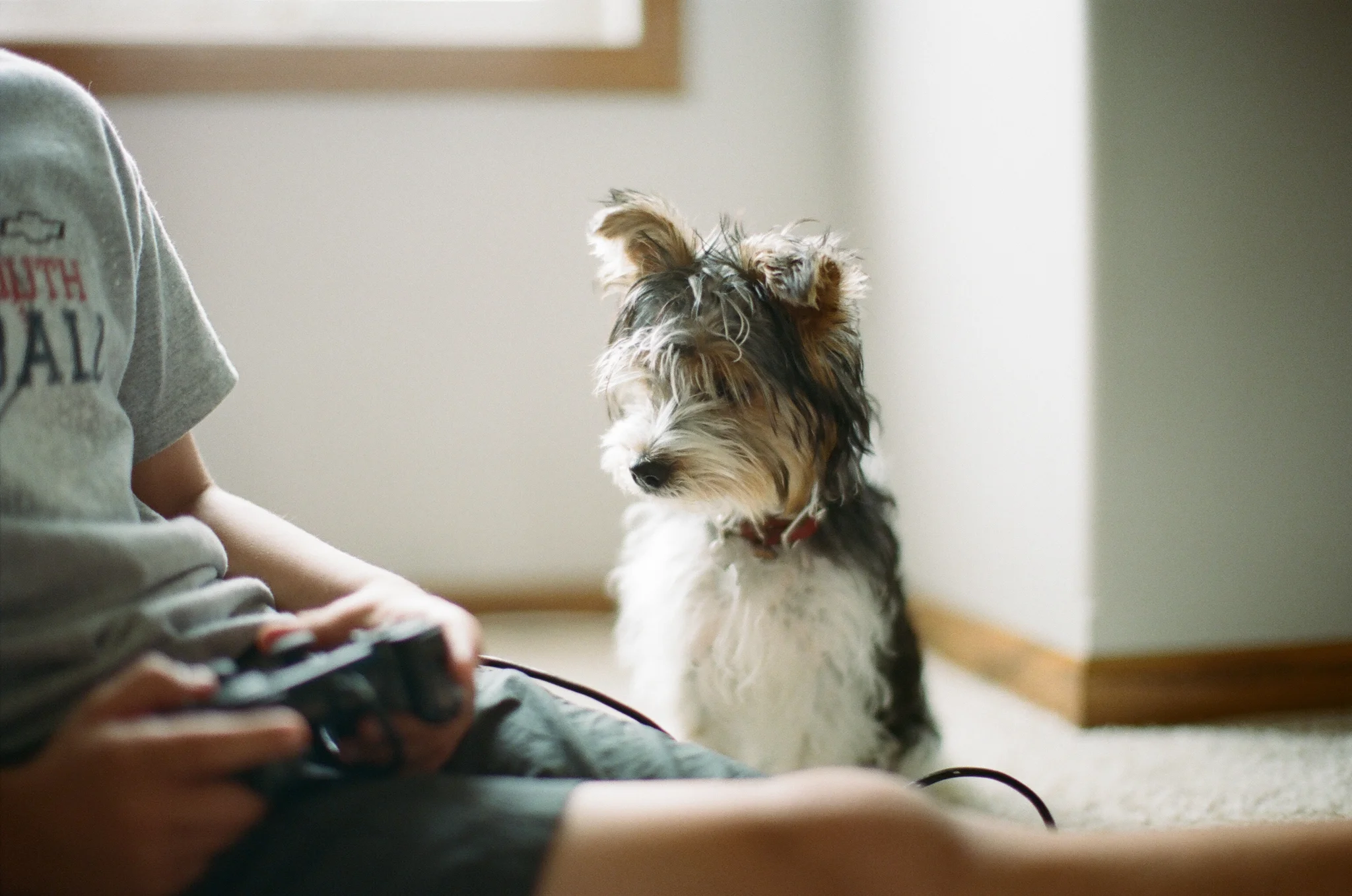 Boy and puppy gaming