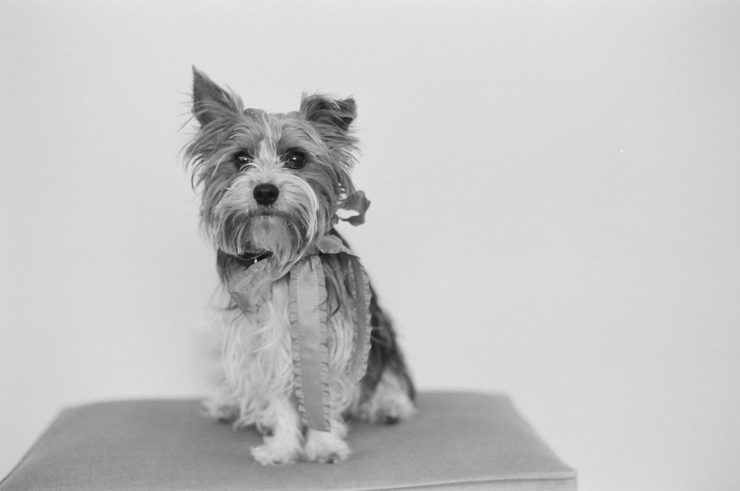 Yorshire terrier posing for a portrait.