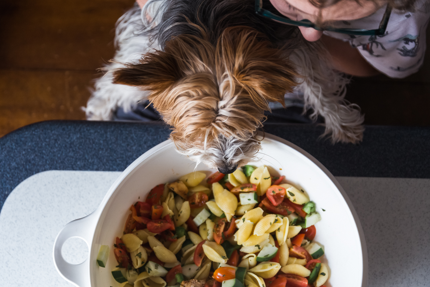 Boy and Yorkie dog looking at a summer salad, Fargo, ND.