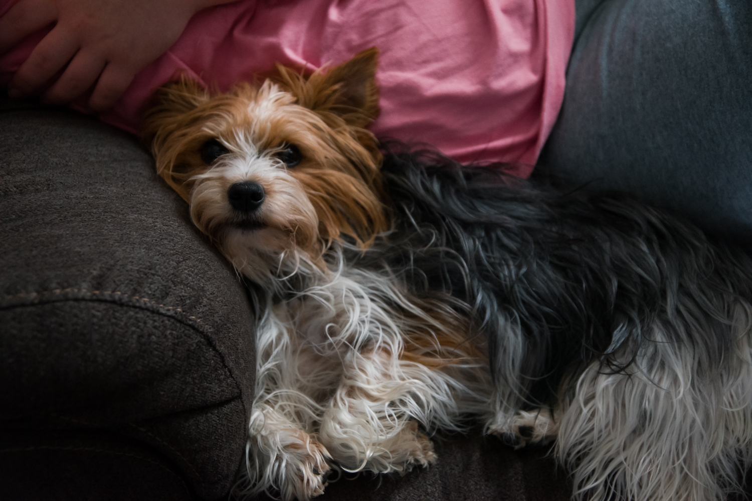 Yorkie relaxing on the rocking chair in Fargo, ND.