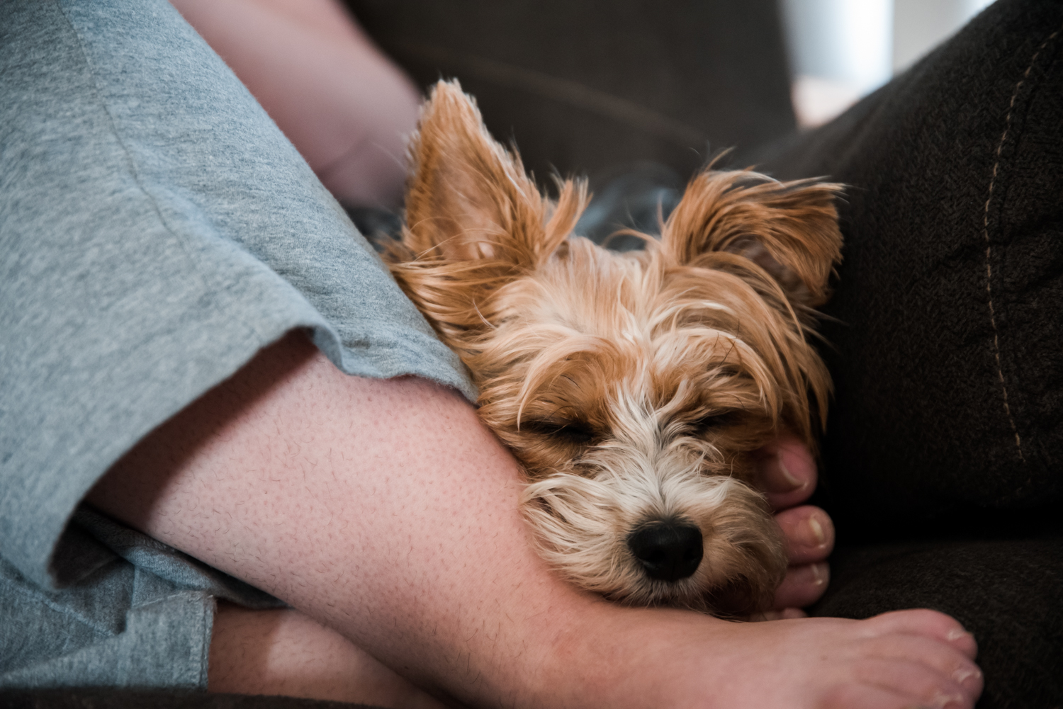 Yorkie relaxing with her eyes closed in Fargo, ND.