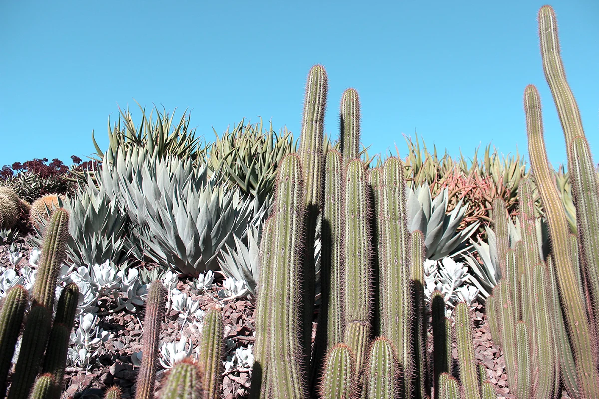 cacti_melbournebotanical.jpg