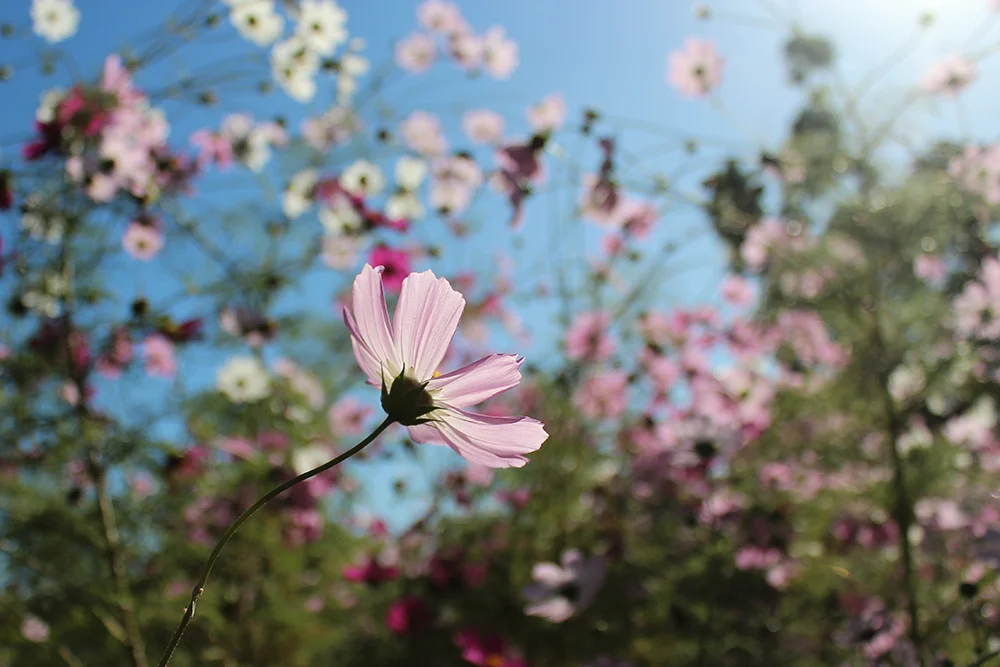 flower-raychponygold.jpg