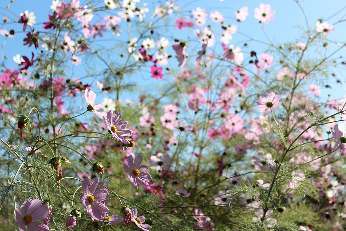 flowers_raychponygold.jpg