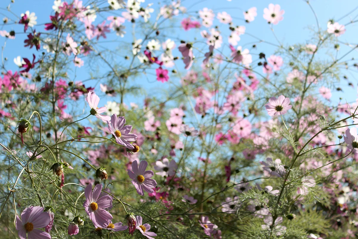 flowers_raychponygold.jpg