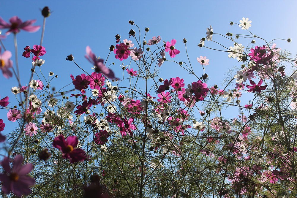 flower3-rachelurquhart.jpg