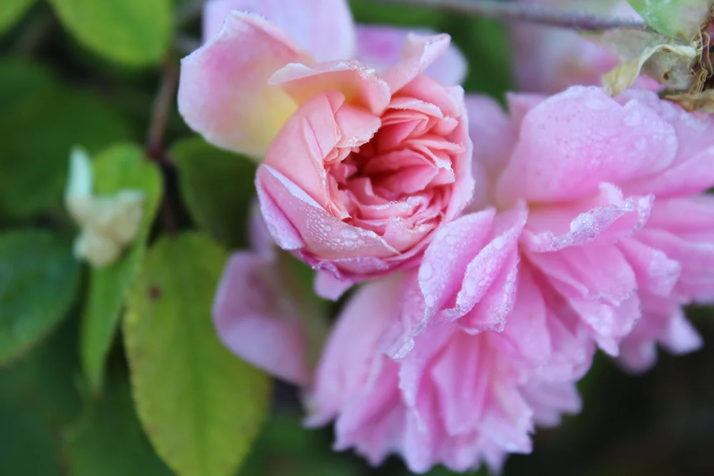 roses.jpg