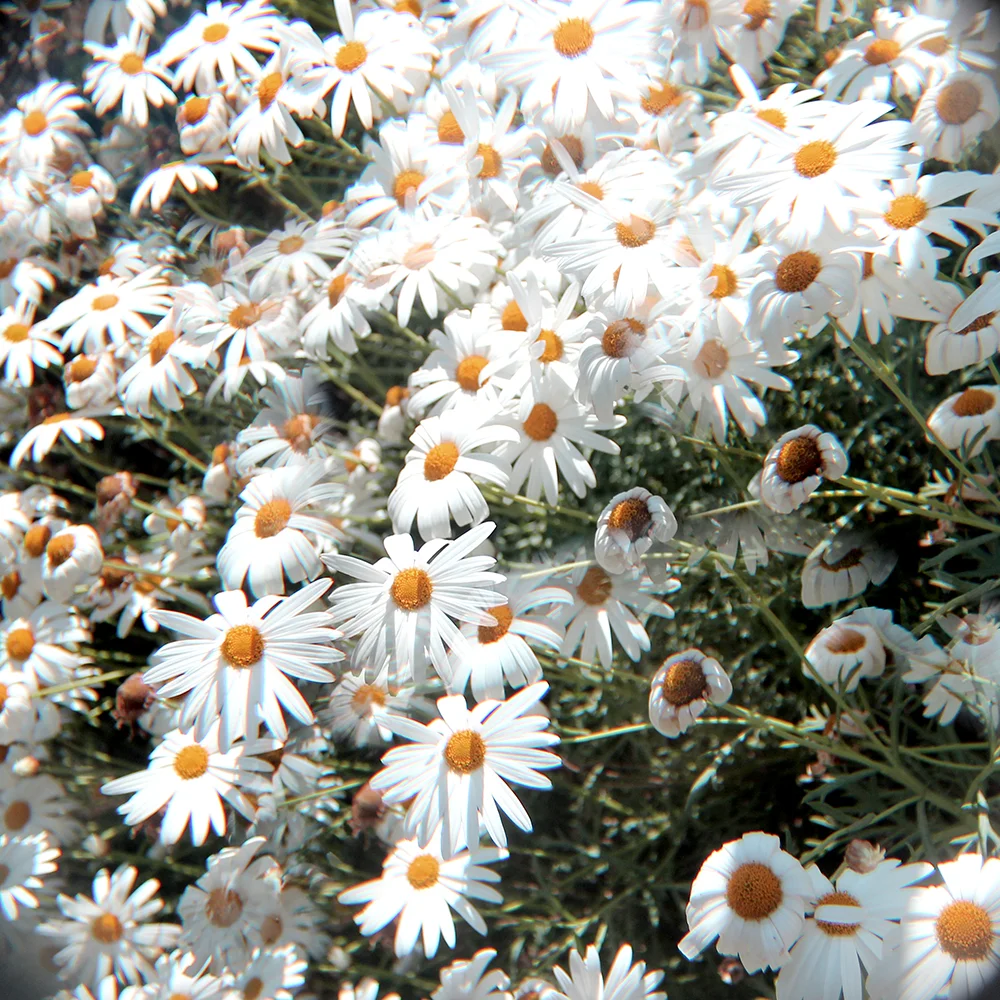 daisies4-web.jpg