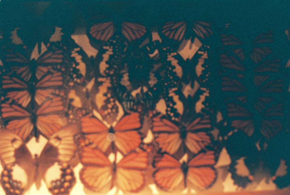 butterflies.jpg