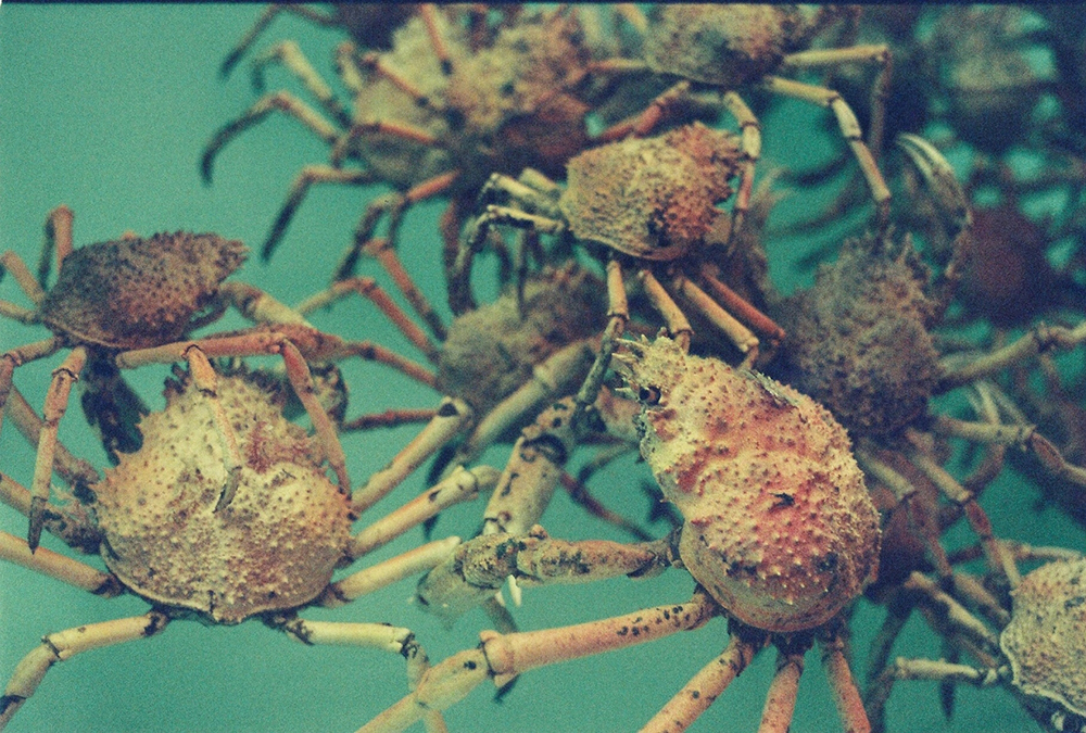 crabs35mm.jpg