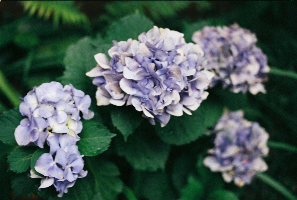 hydrangea35mm.jpg