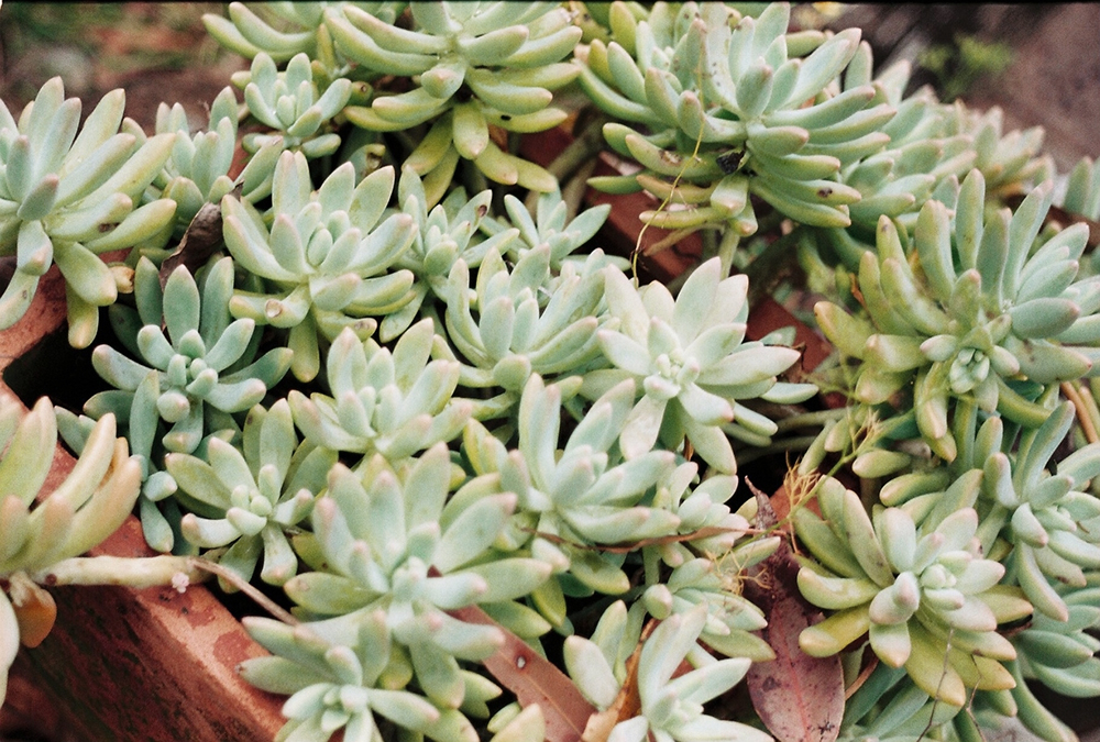 succulent35mm.jpg